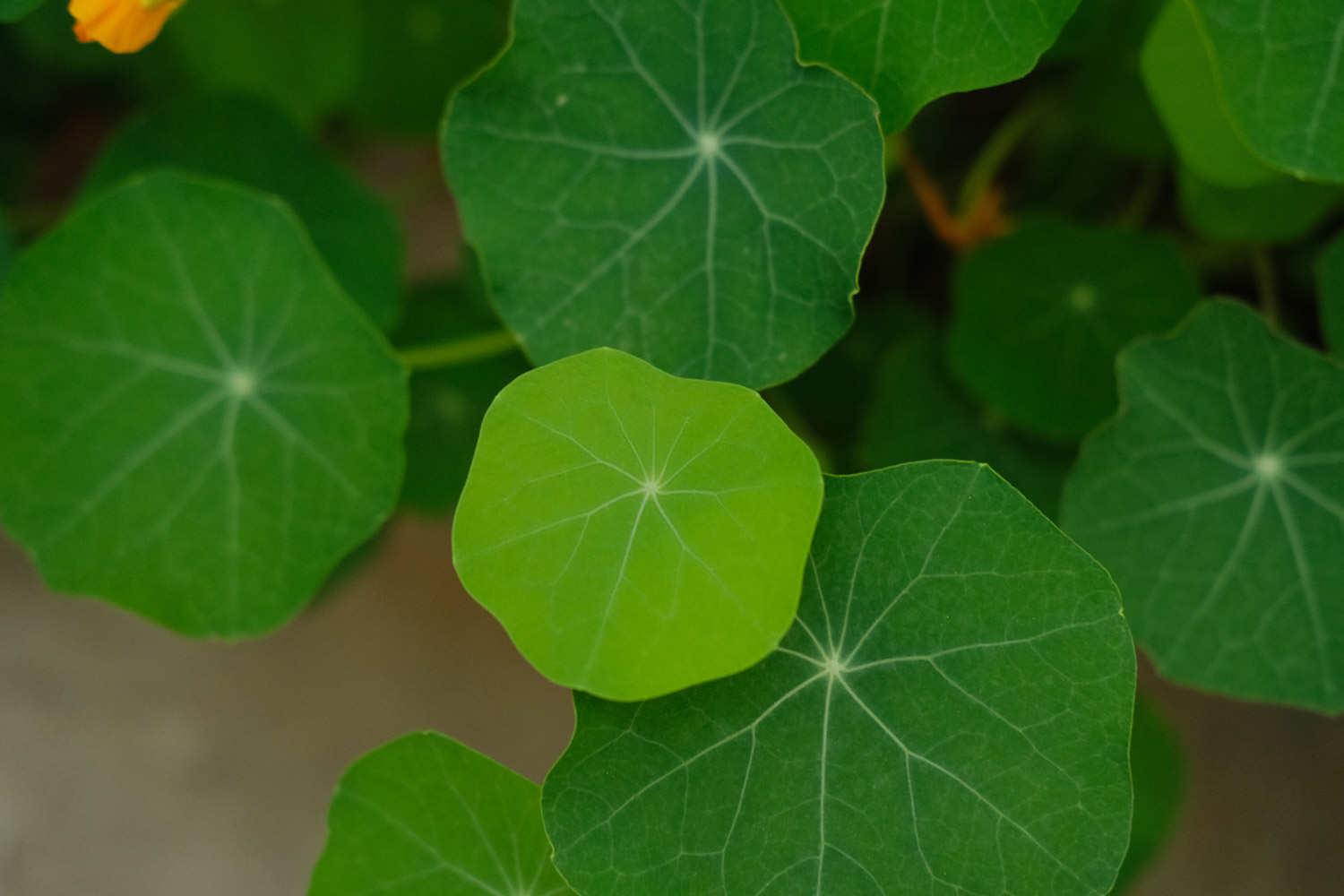 Nasturtium