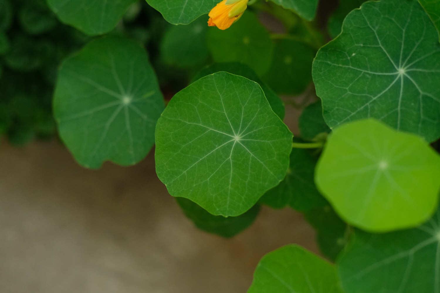 Nasturtium