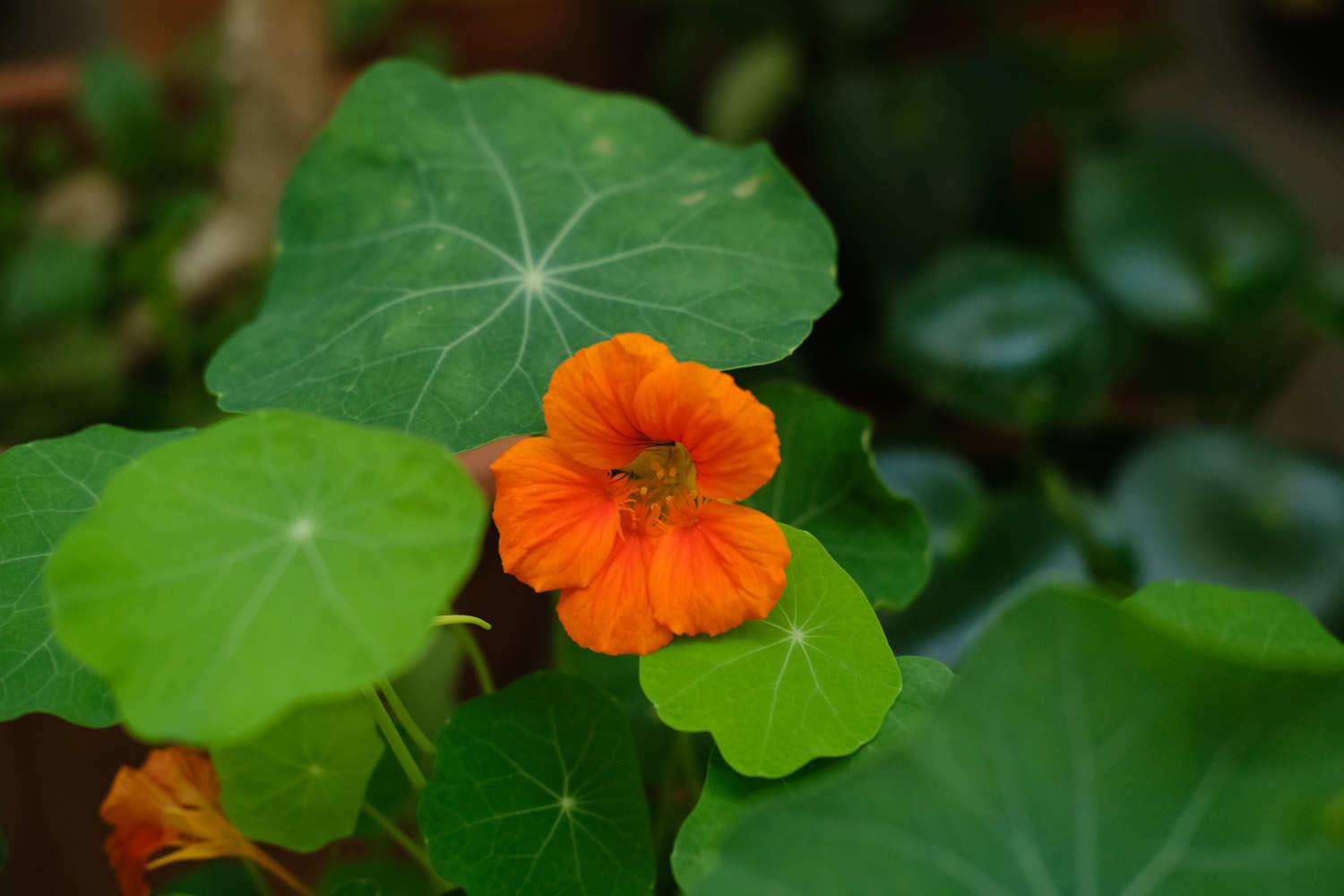 Nasturtium