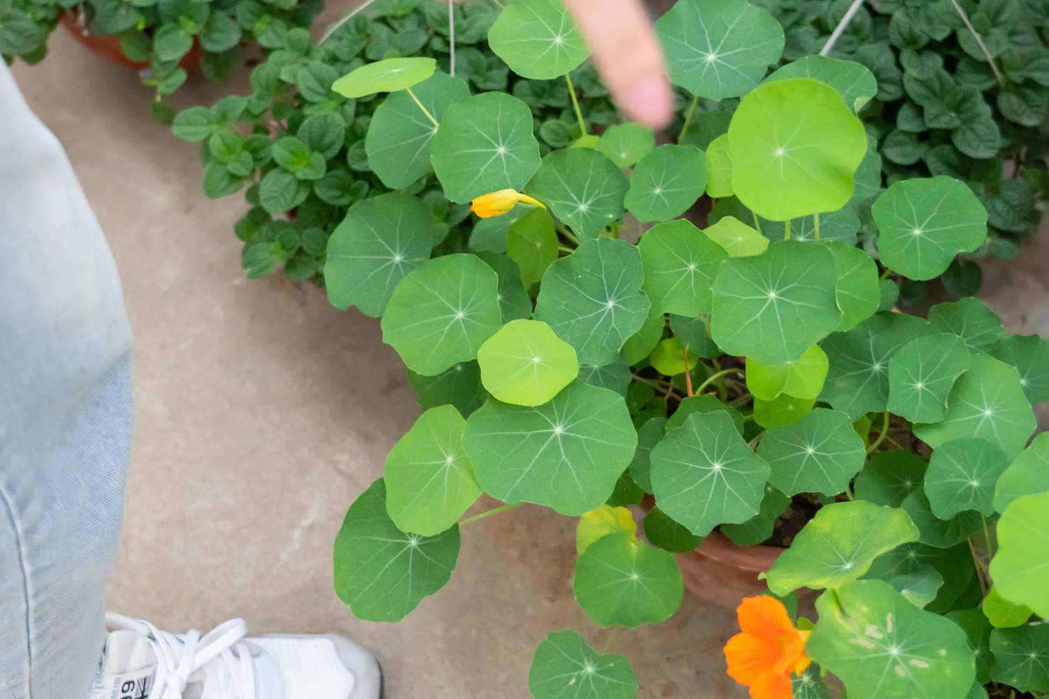 Nasturtium