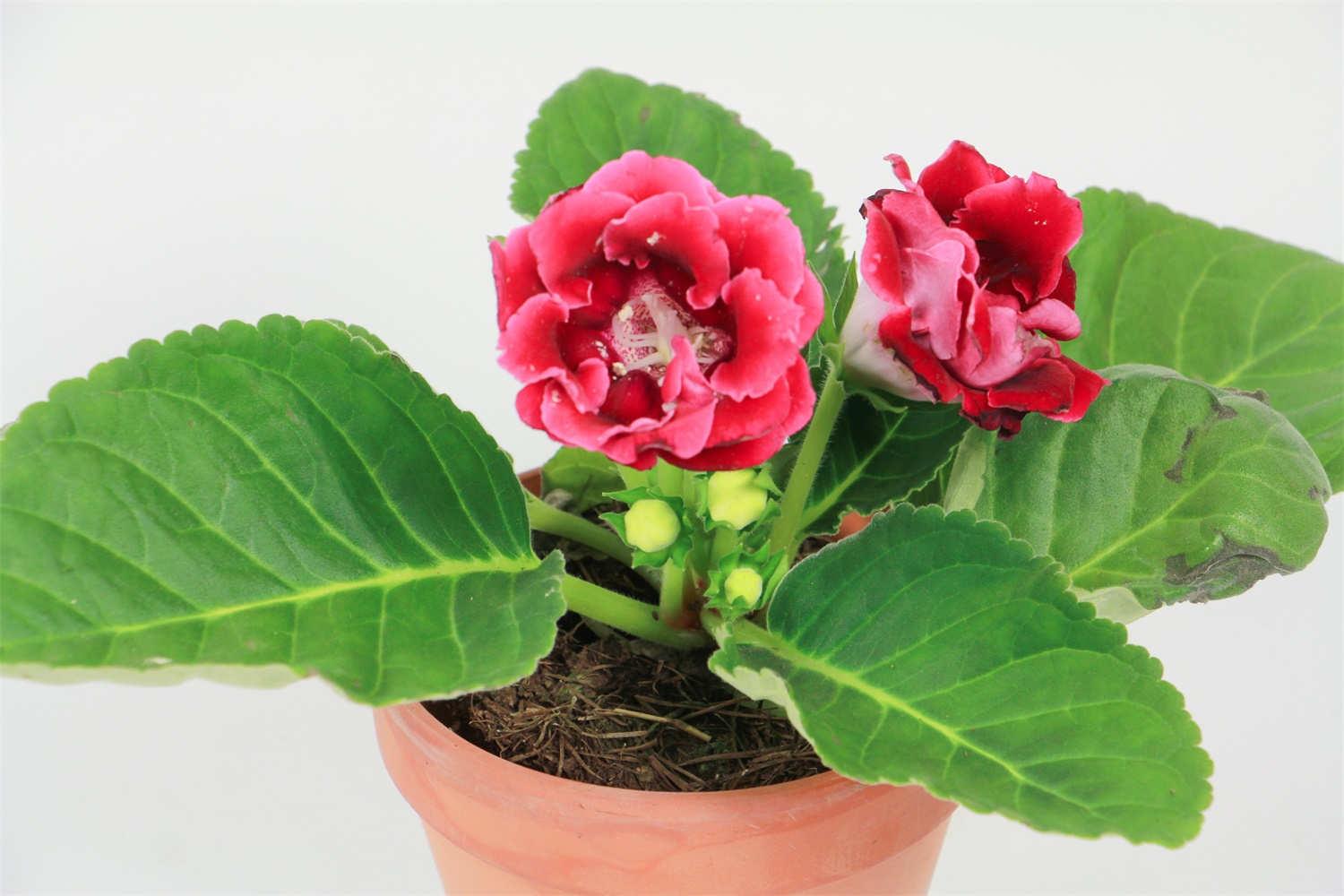 Gloxinia