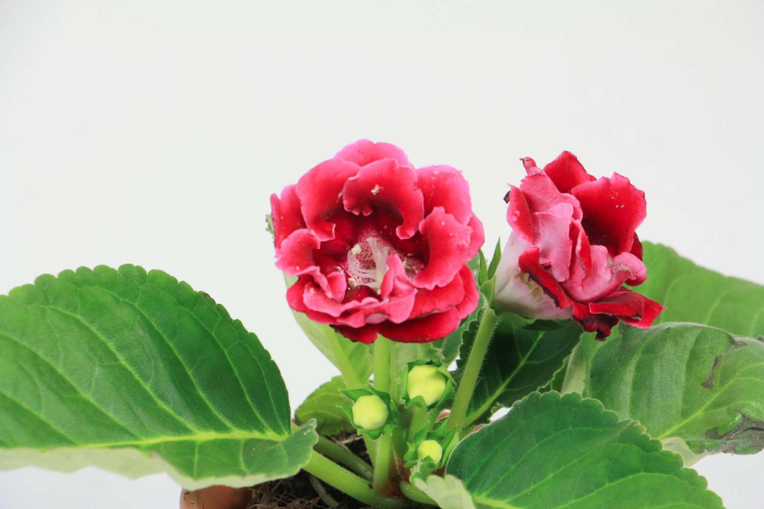 Gloxinia