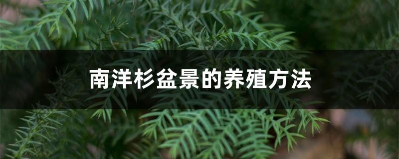 How to breed Araucaria bonsai without freezing to death in winter