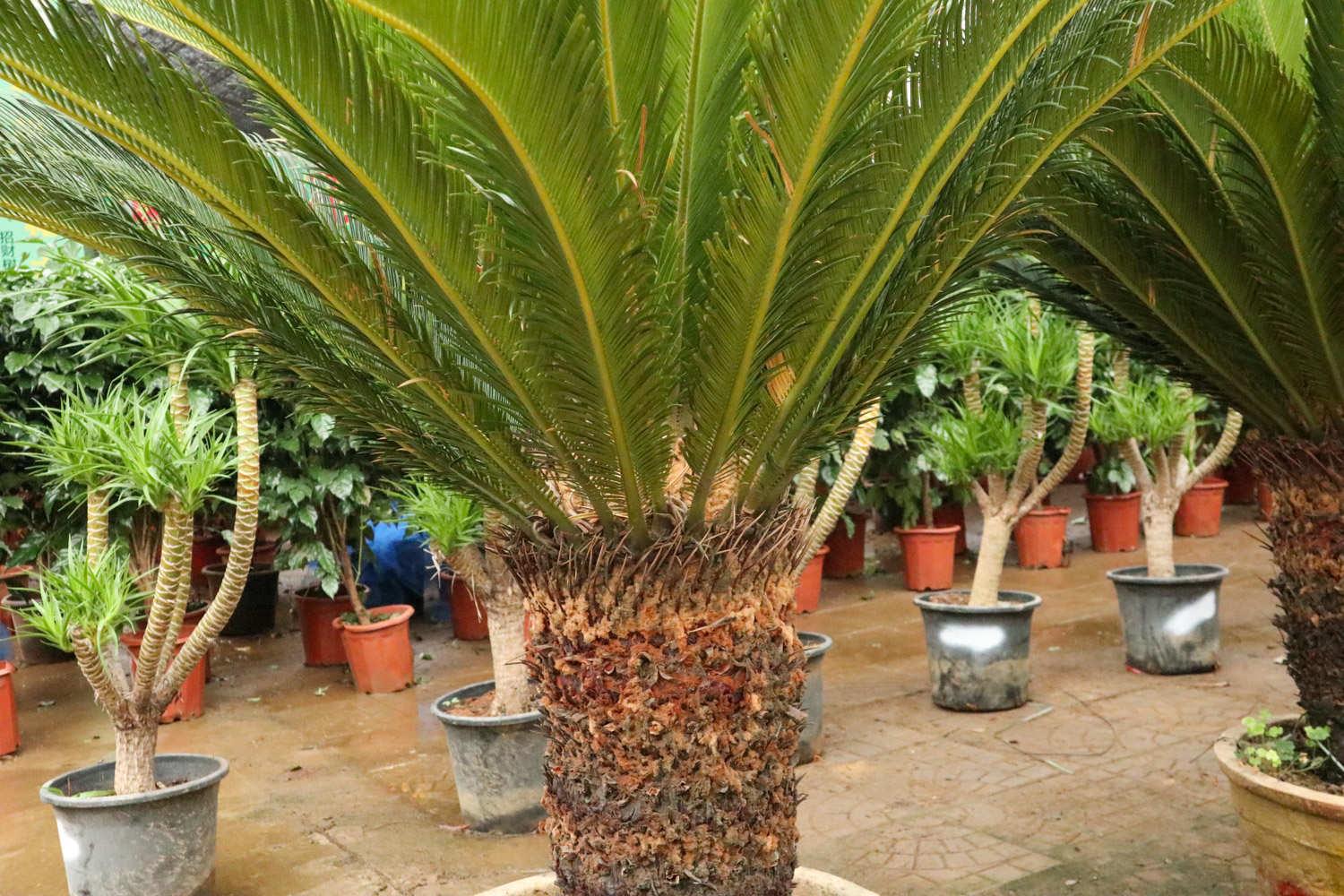 Cycad