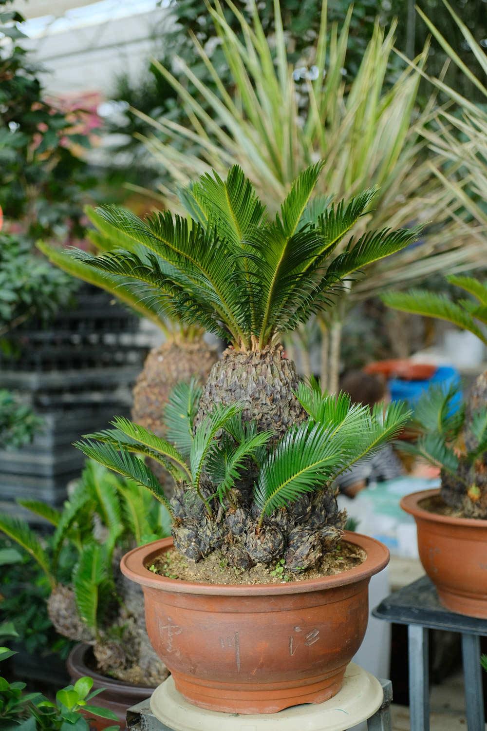 Cycad