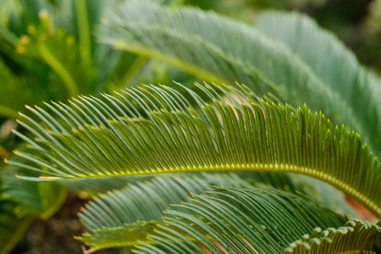 Cycad