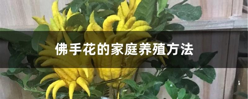 Home cultivation method of bergamot flower