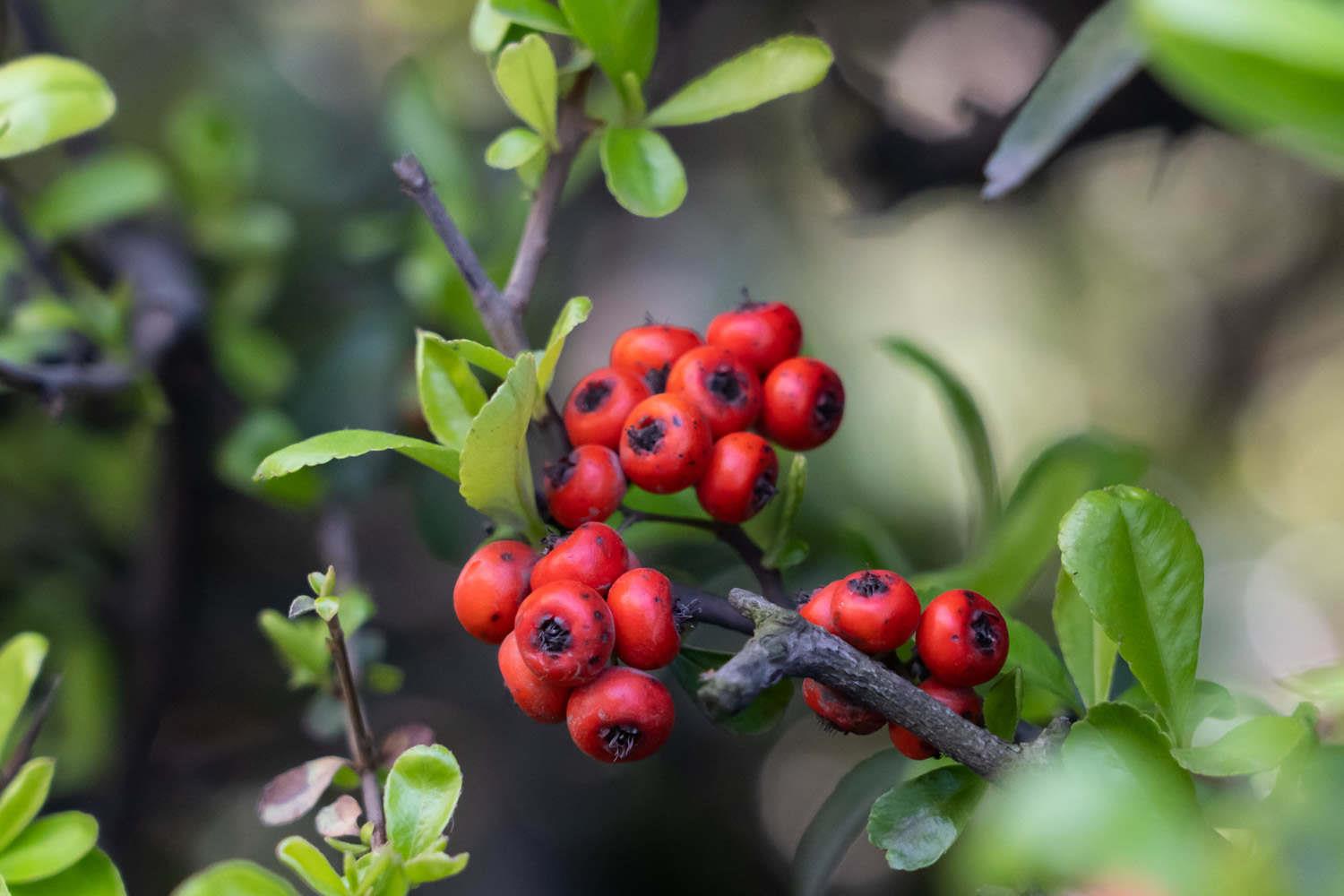 Pyracantha