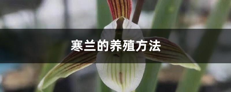 Cultivation methods of cold orchids