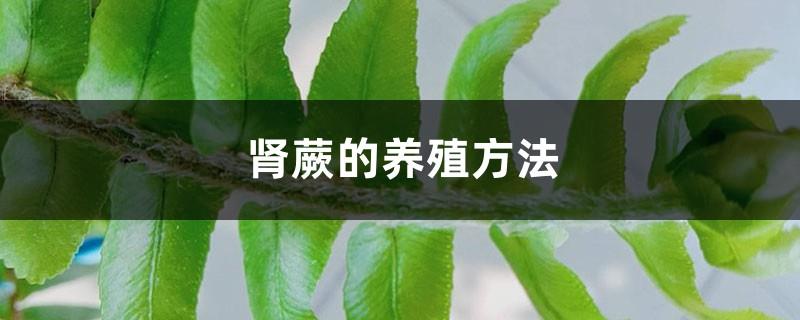 Kidney fern farming method