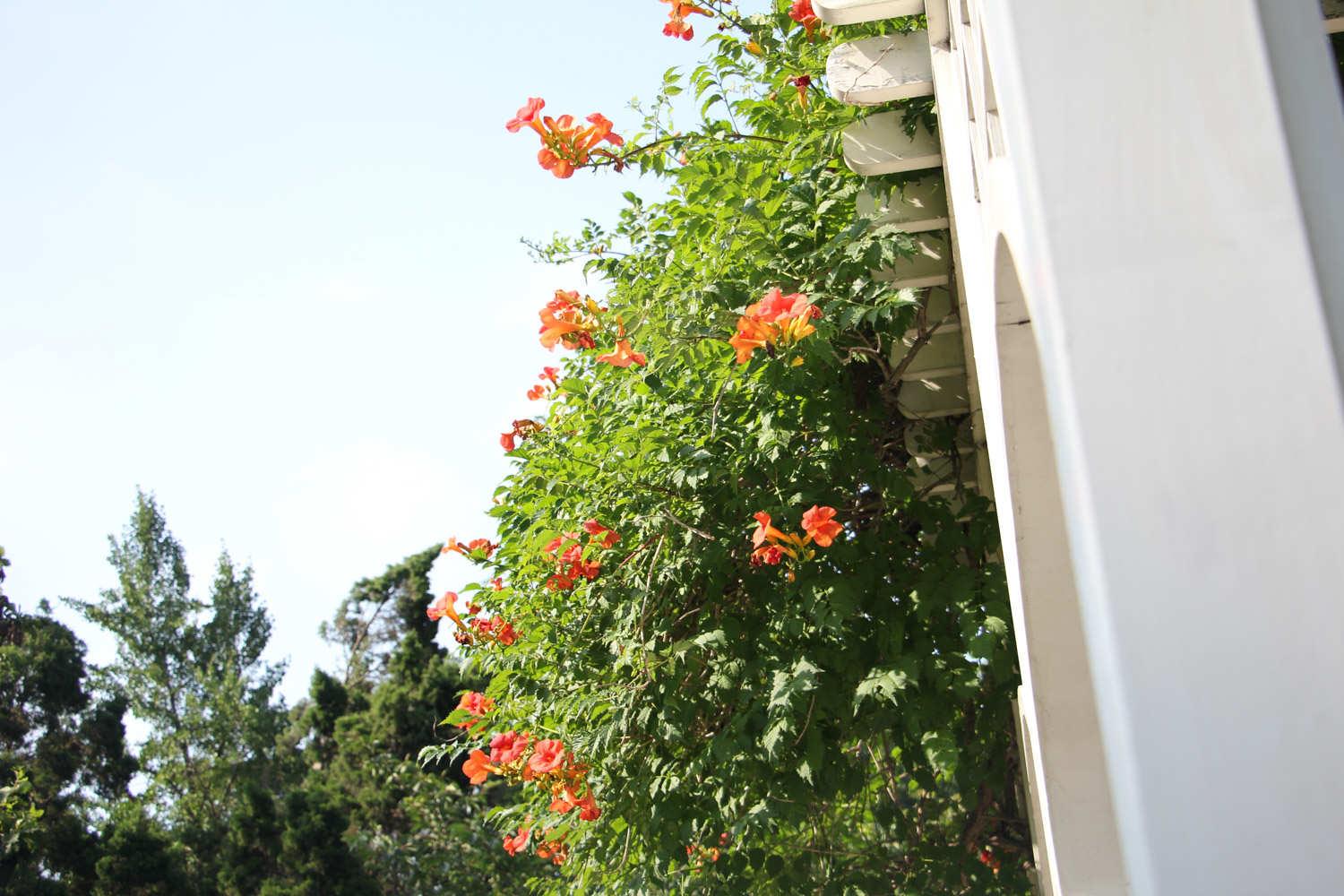 Lingxiao flower