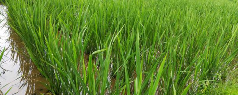 What is wild rice, taboos, efficacy and functions