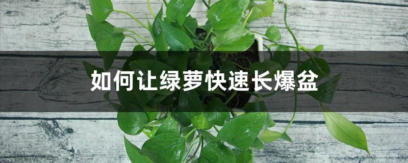 How to make green radish grow in pot quickly