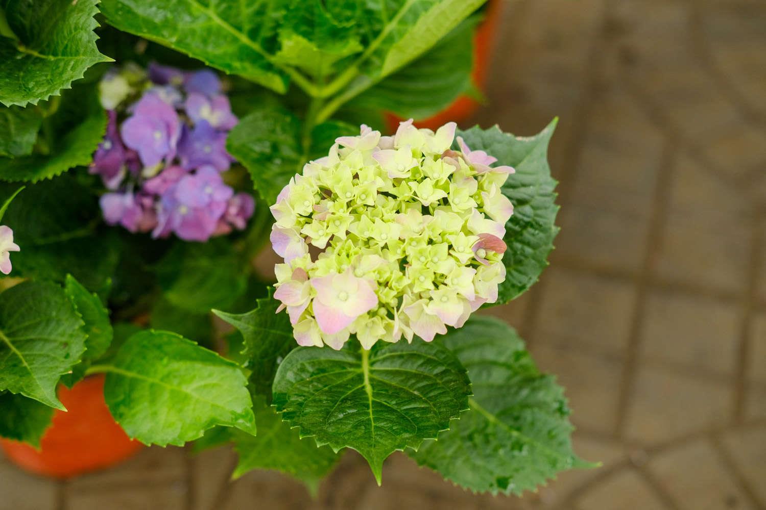 Hydrangea