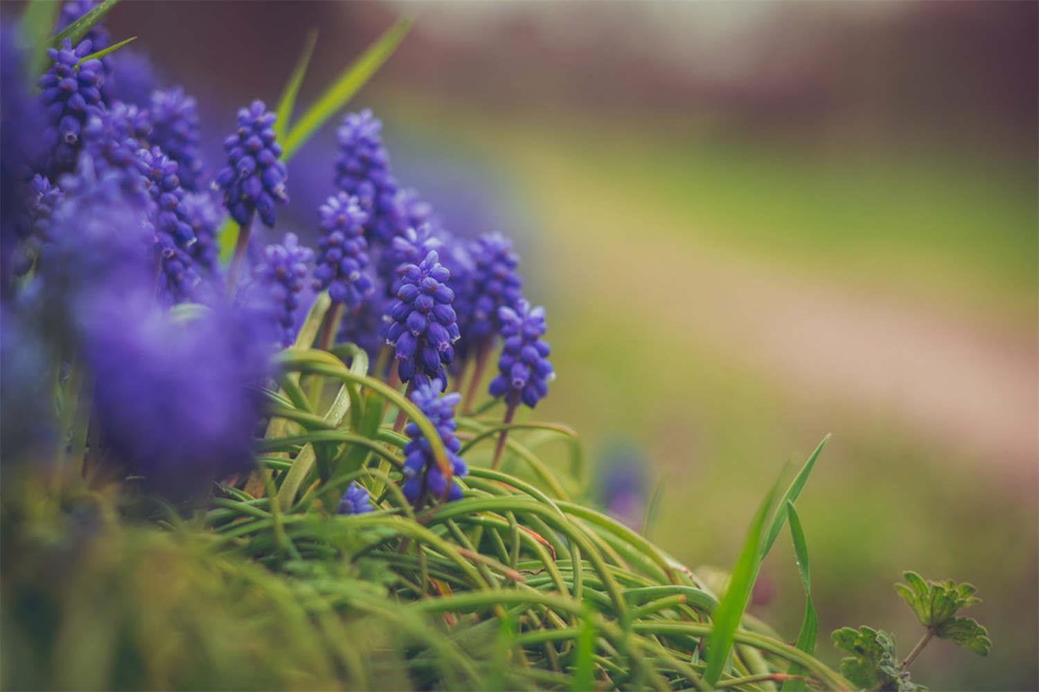 Grape Hyacinth