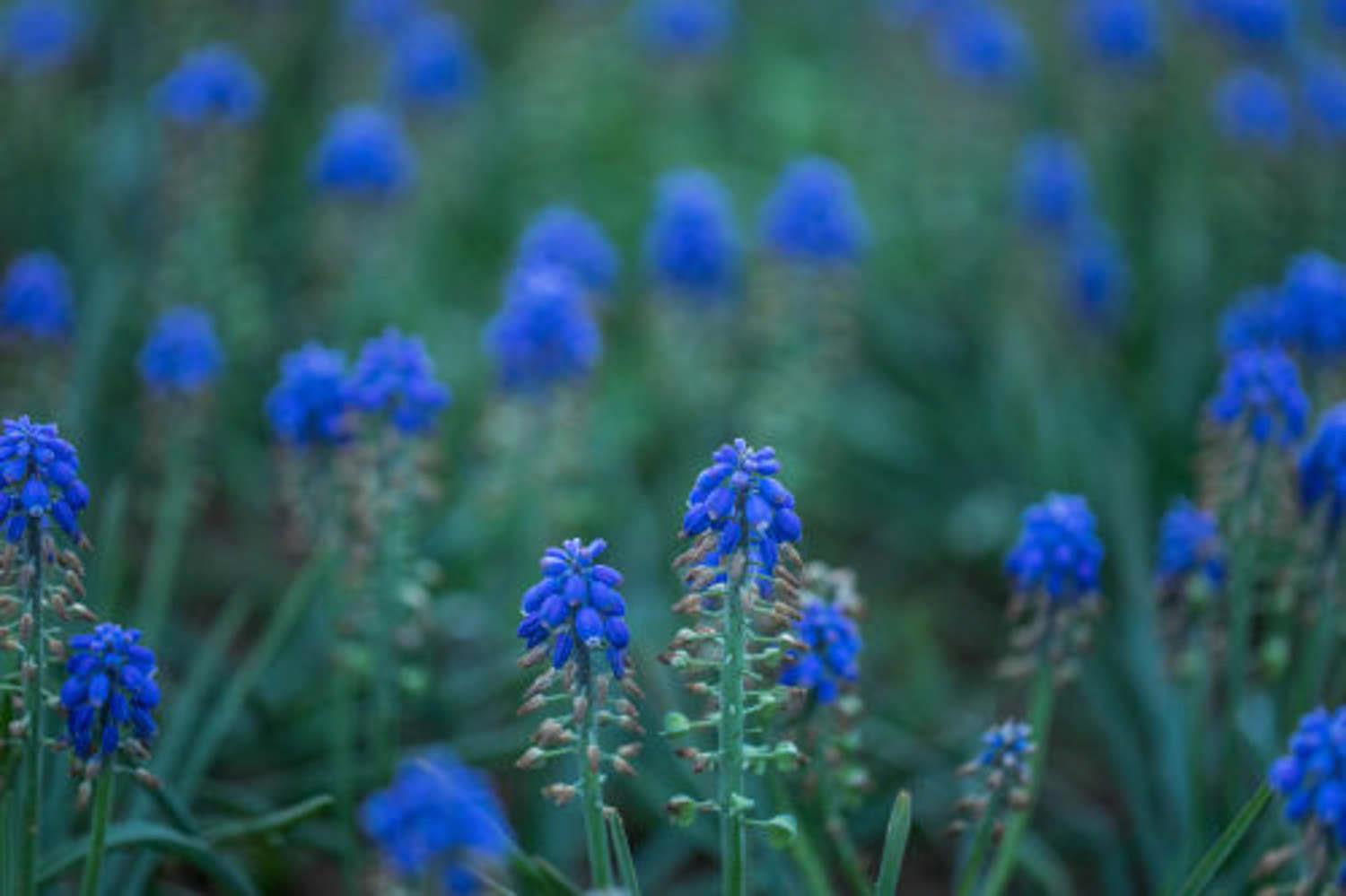 Grape Hyacinth