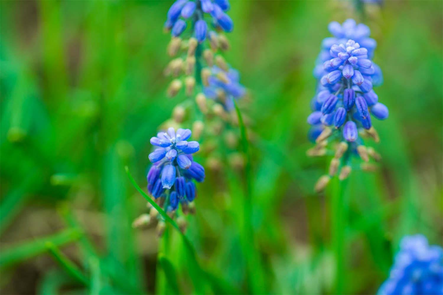 Grape Hyacinth