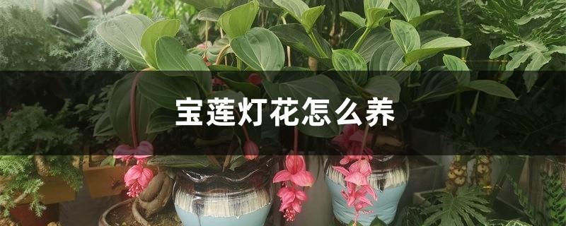 How to grow Baolian lanterns