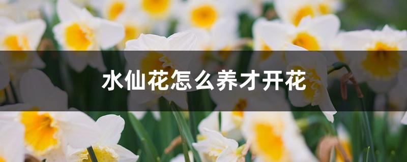 How to care for narcissus to bloom, the flowering period of narcissus