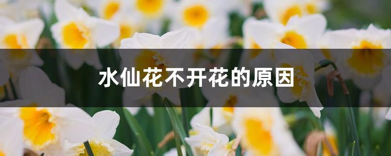 The reason why narcissus does not bloom, how to promote narcissus to bloom