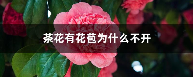 Why does Camellia have buds but does not bloom? How to promote Camellia flowers