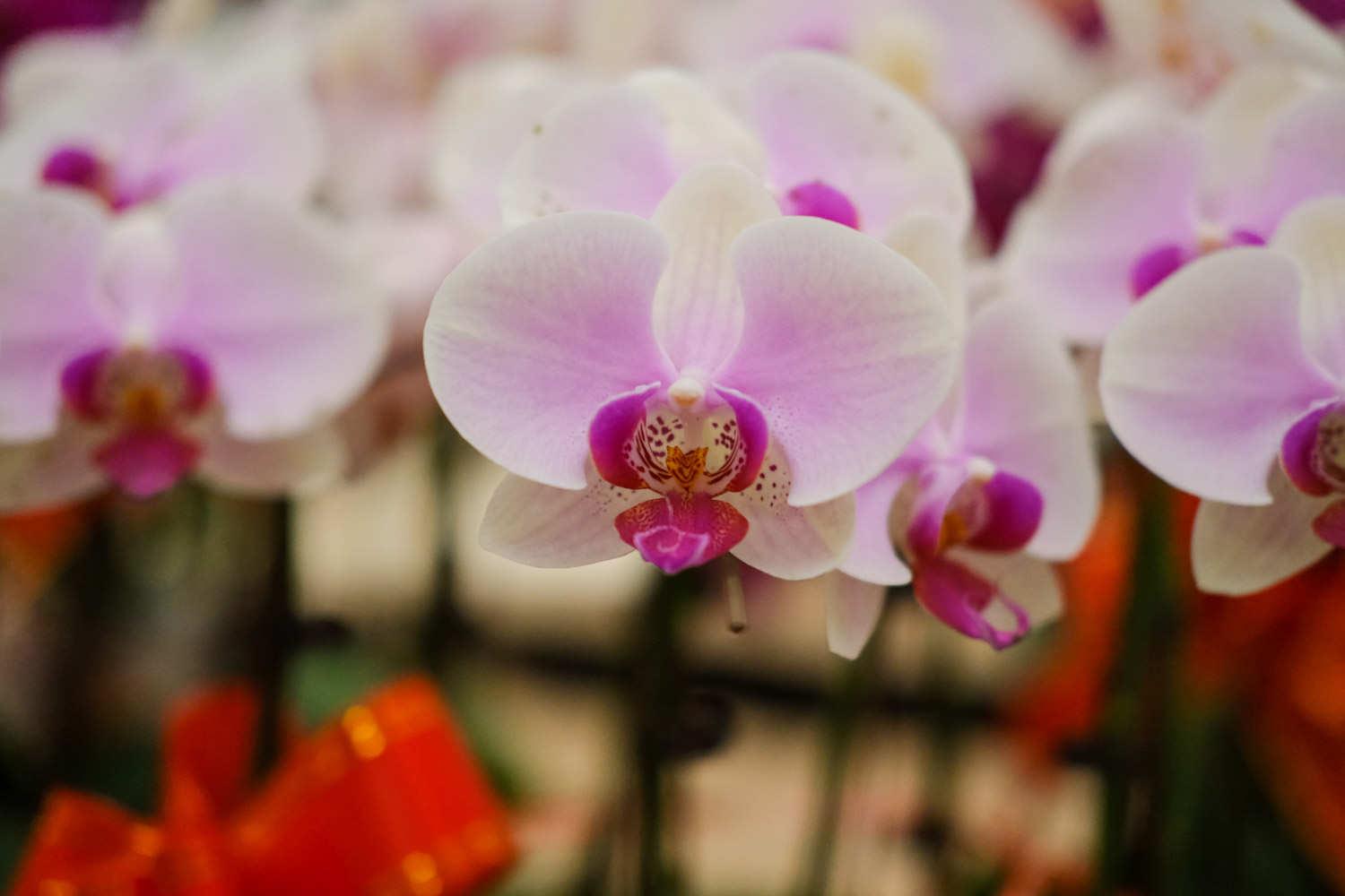 Phalaenopsis