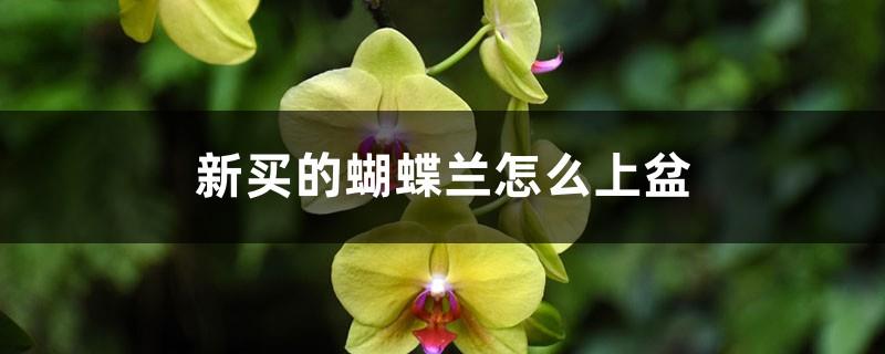 How to pot the newly purchased Phalaenopsis and how to maintain it