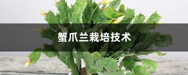 Cultivation technology of crab claw orchid, what soil to use for cultivation of crab claw orchid