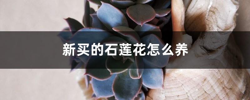 How to grow newly purchased Echeveria