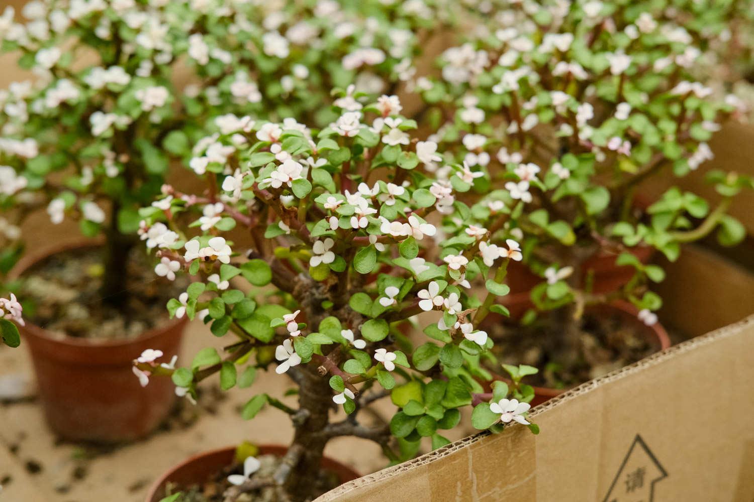 Golden Branches and Jade Leaves