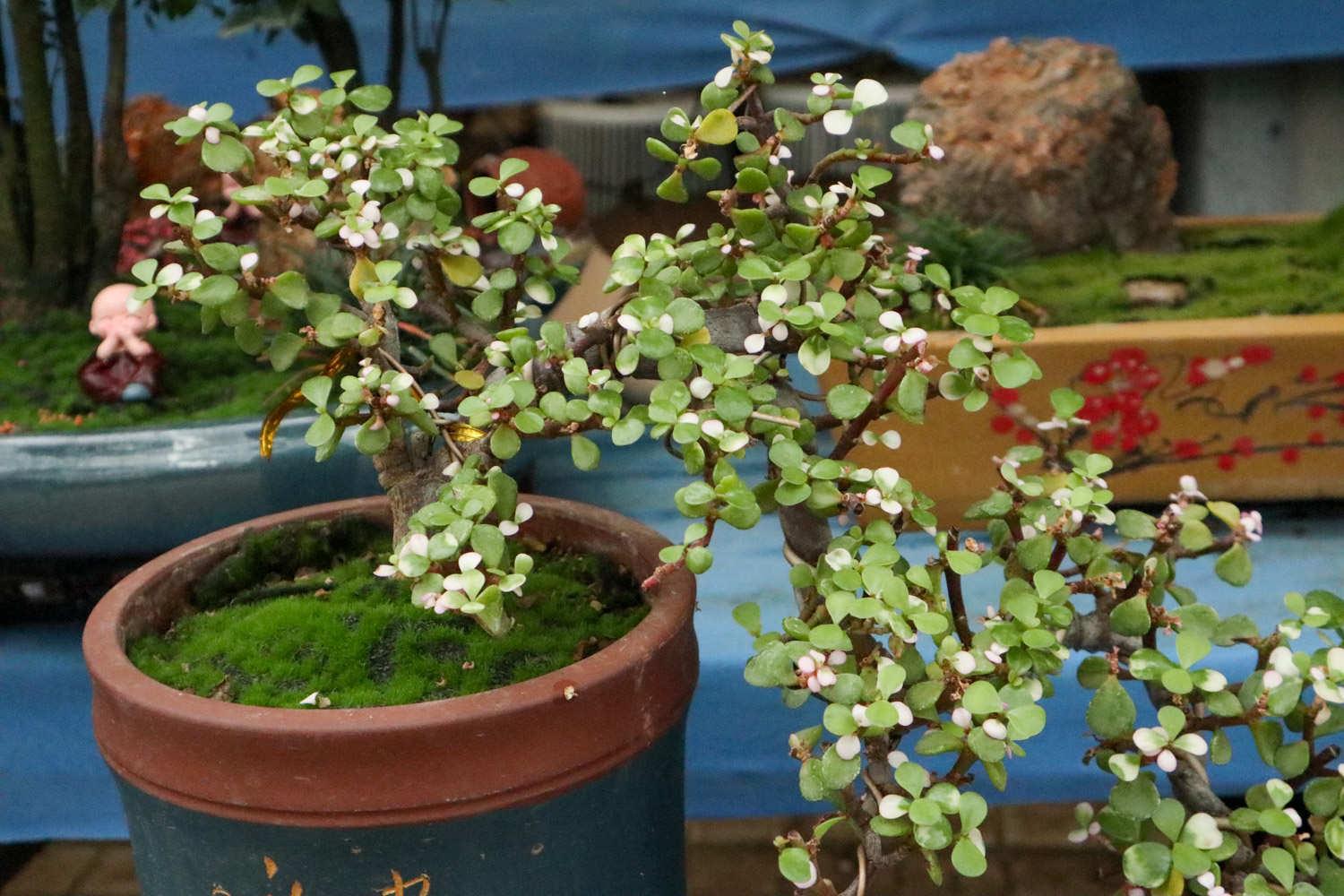 Golden Branches and Jade Leaves