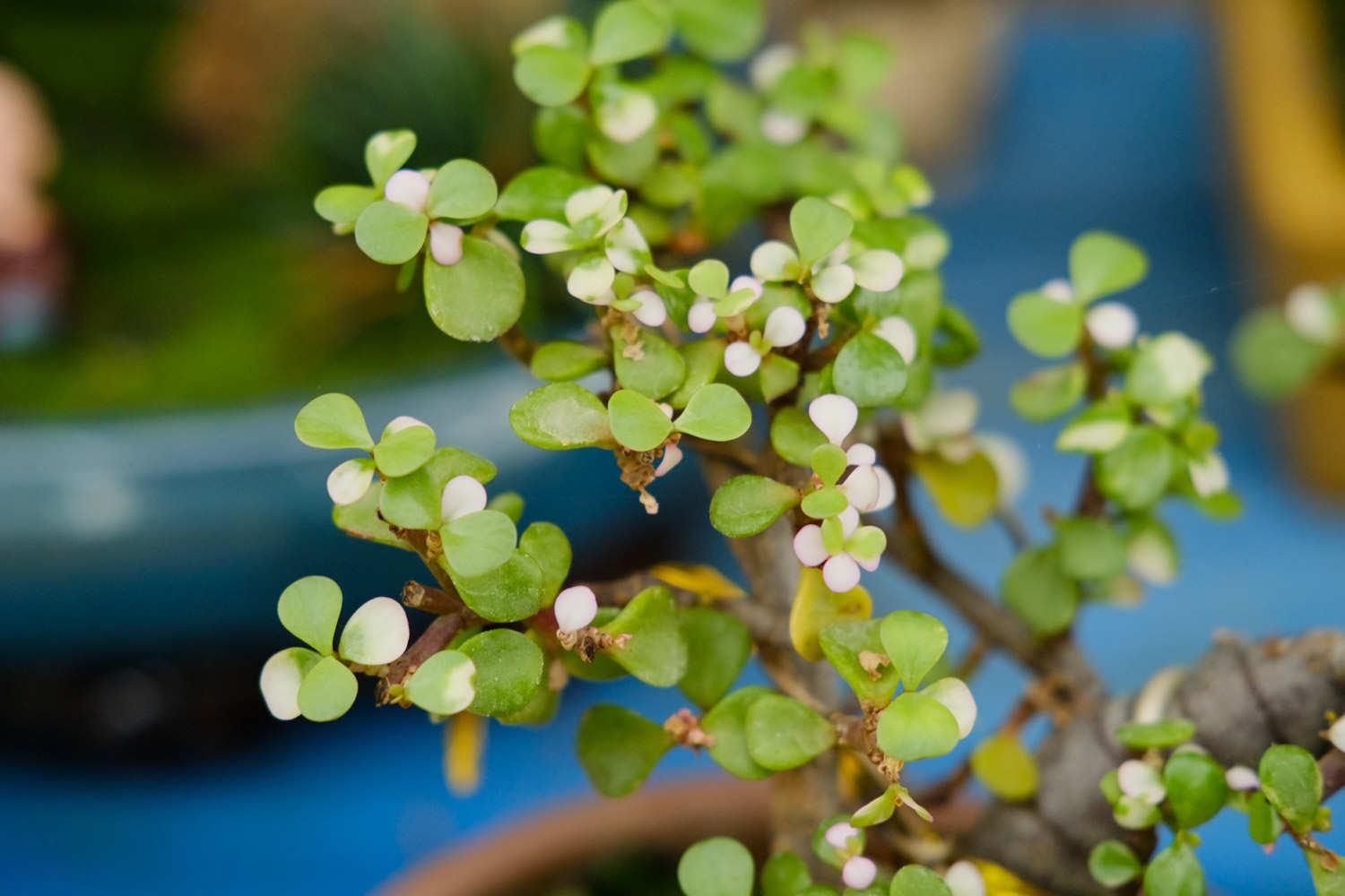 Golden Branches and Jade Leaves