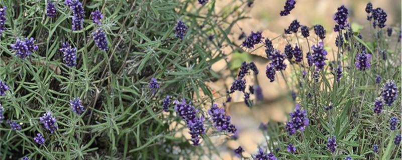 How to grow newly purchased lavender