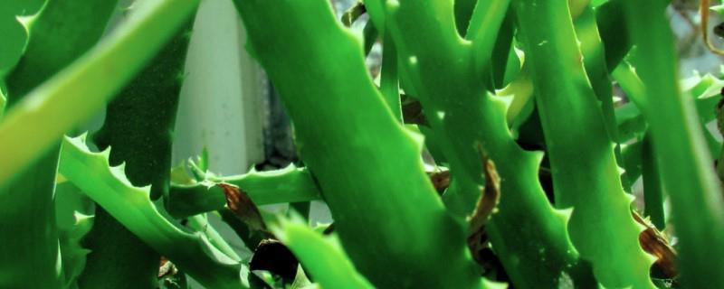 How to grow new aloe vera