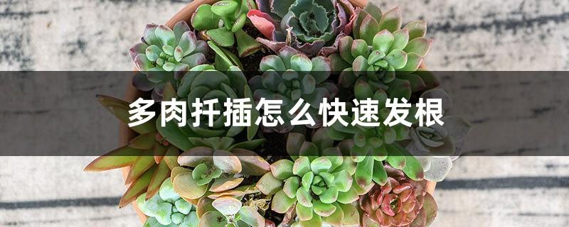 How to make succulent cuttings grow roots quickly, how to make succulent cuttings