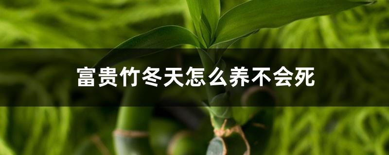 How to grow lucky bamboo without dying in winter, tips for surviving the winter with lucky bamboo