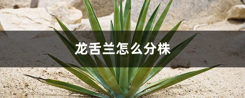 How to divide agave, agave pictures