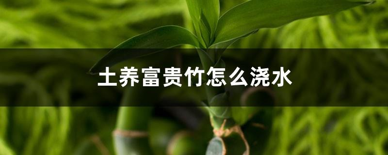 How to water the rich bamboo grown in soil, how to fertilize the lucky bamboo grown in soil