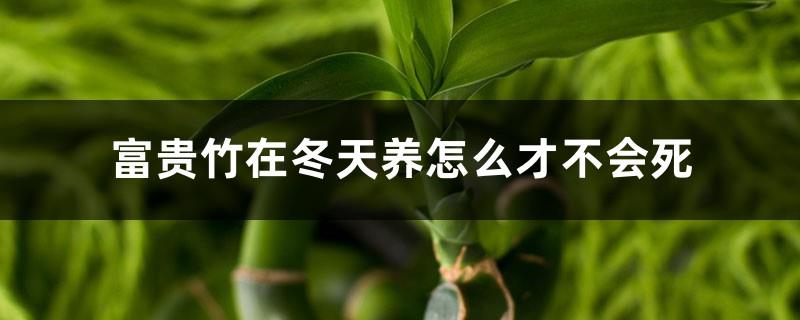 How to keep lucky bamboo in winter so that it will not die? Can lucky bamboo be kept in the bedroom?