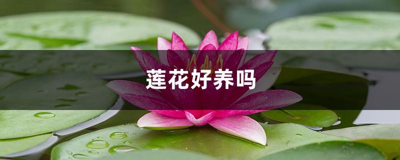 Is the lotus easy to grow, how to care for it at home