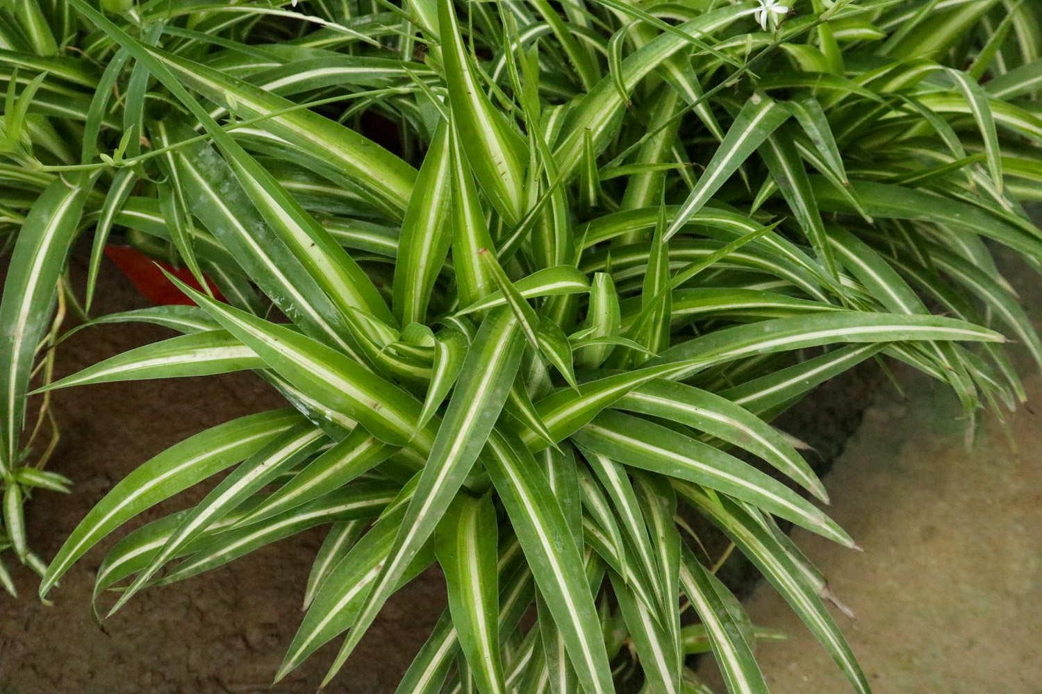 Chlorophytum