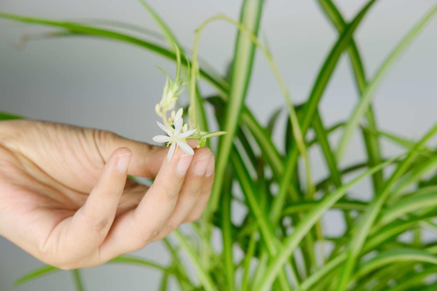 Chlorophytum