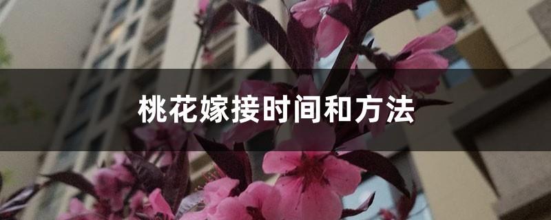 Peach blossom grafting time and method, when can you watch peach blossoms grafted