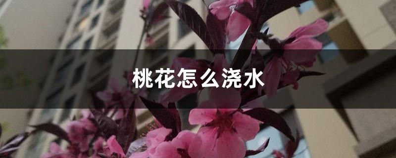 How to water peach blossoms, how often to water potted peach blossoms