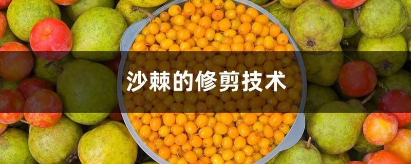 Sea buckthorn pruning technology, sea buckthorn shaping and pruning methods