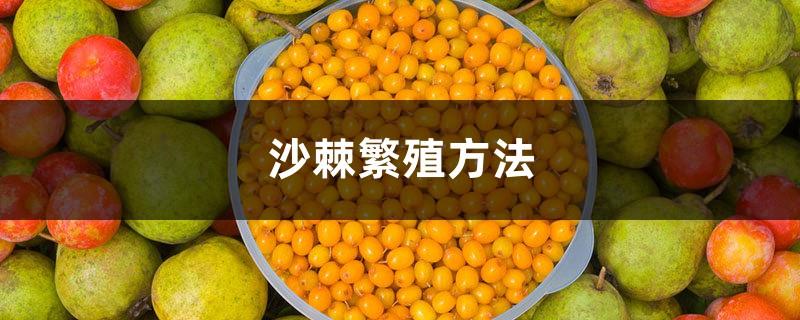 Sea buckthorn propagation method, how to propagate sea buckthorn tree