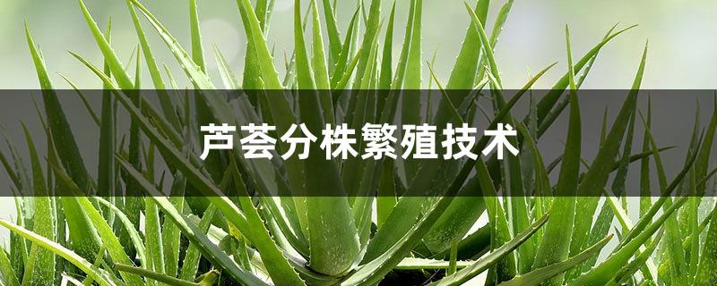 Aloe vera division propagation technology, division time