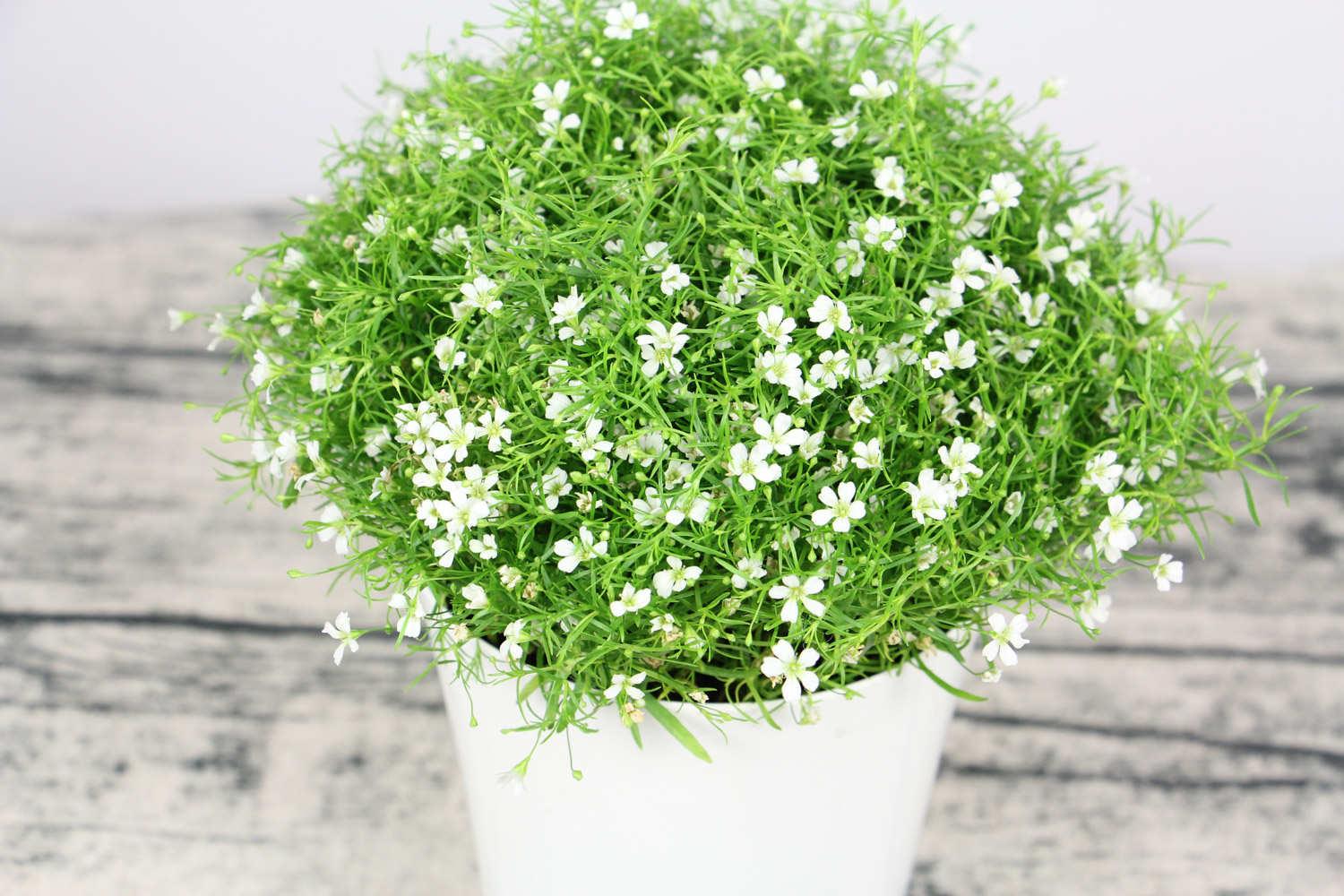 Gypsophila