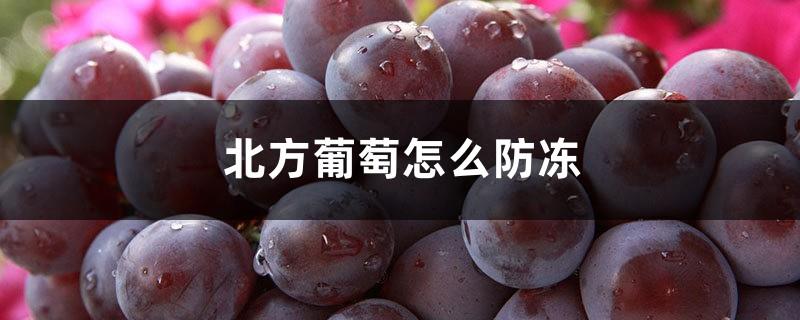 How to prevent freezing of northern grapes, how to deal with antifreeze