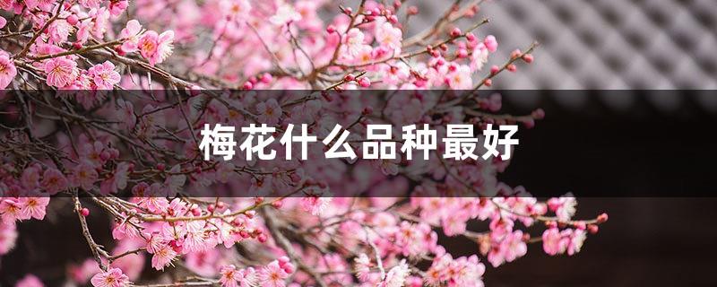 Which variety of plum blossoms is the best, ranking of precious plum blossom varieties